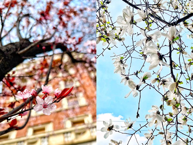 ミラノ 市街地 桜