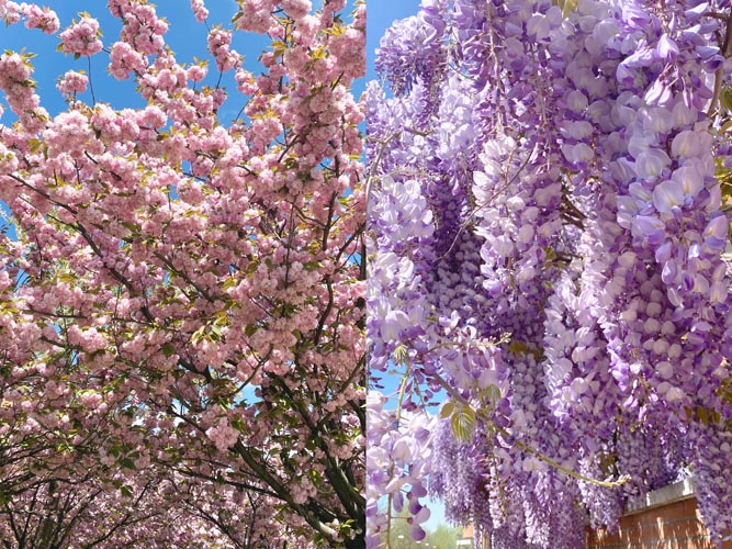 ミラノ　桜 　藤の花
